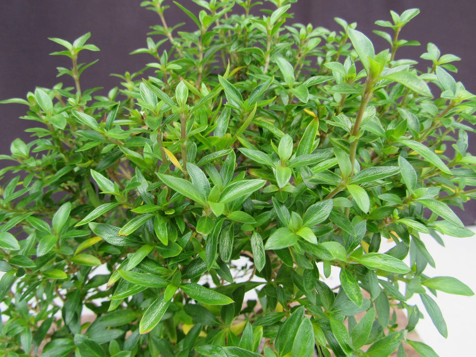 Thousand Star Serissa Bonsai Tree - Medium Curved Trunk Foliage