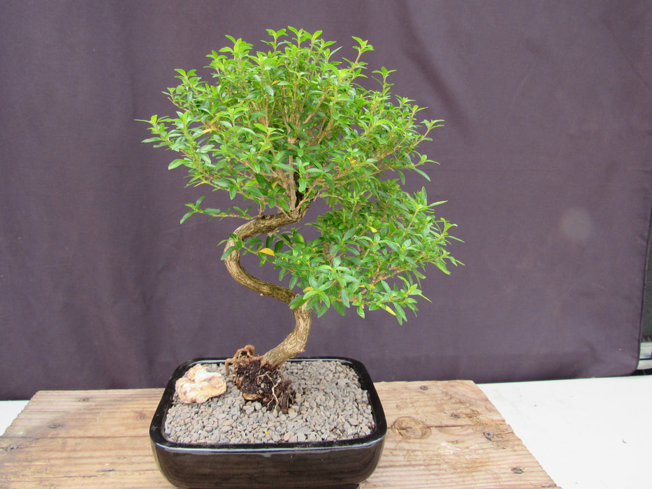 Thousand Star Serissa Bonsai Tree - Medium Curved Trunk Back