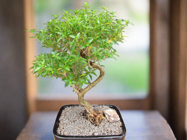 send a bonsai tree Thousand Star Serissa Bonsai Tree