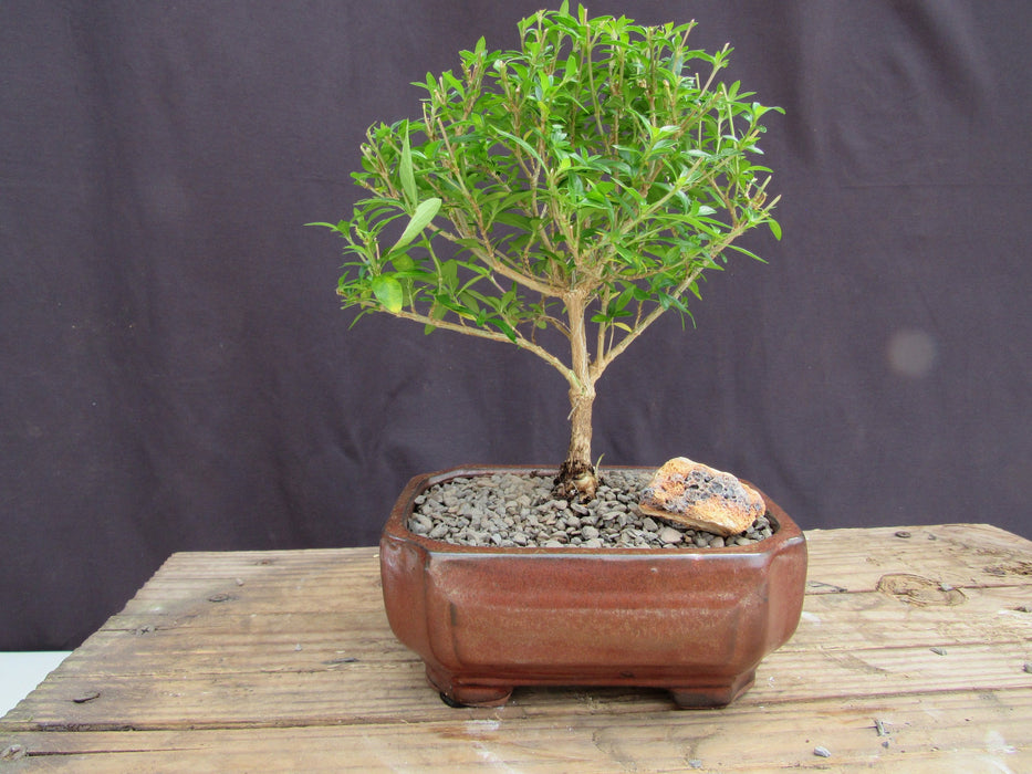 Small Thousand Star Serissa Bonsai Tree Profile