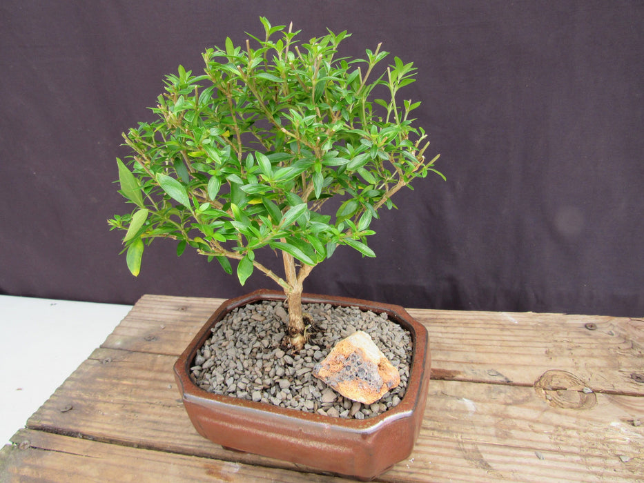 Small Thousand Star Serissa Bonsai Tree Soft Side