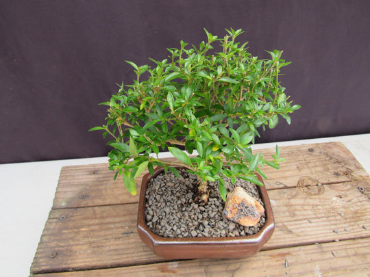odessa bonsai tree Thousand Star Serissa Bonsai Tree