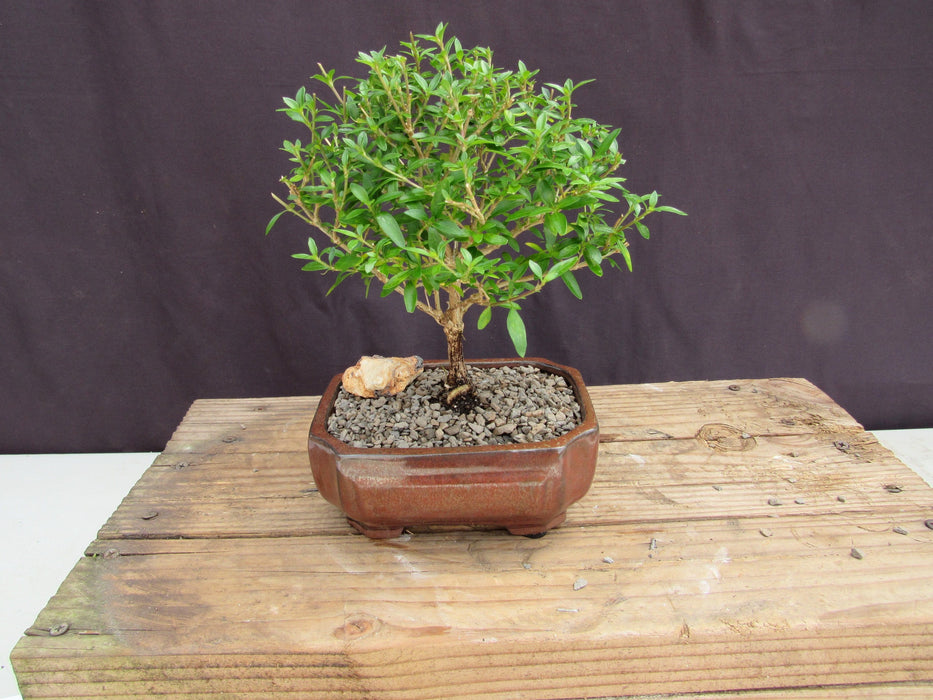 Small Thousand Star Serissa Bonsai Tree Back