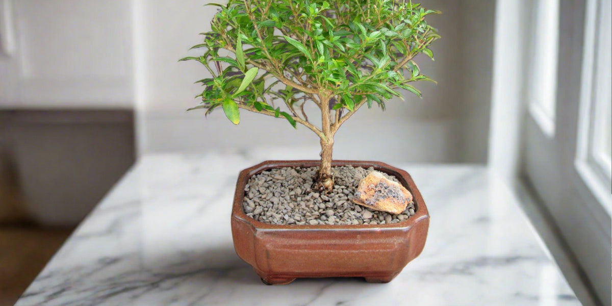 Thousand Star Serissa Bonsai Tree