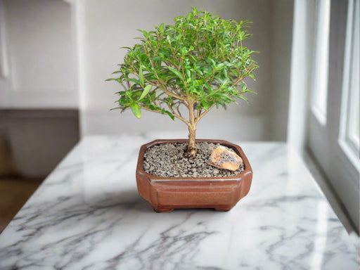 Small Thousand Star Serissa Bonsai Tree