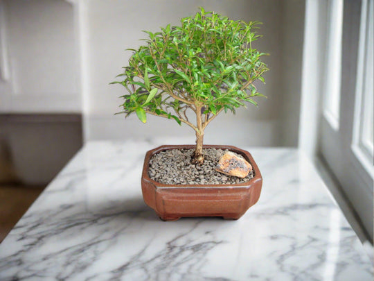 Thousand Star Serissa Bonsai Tree