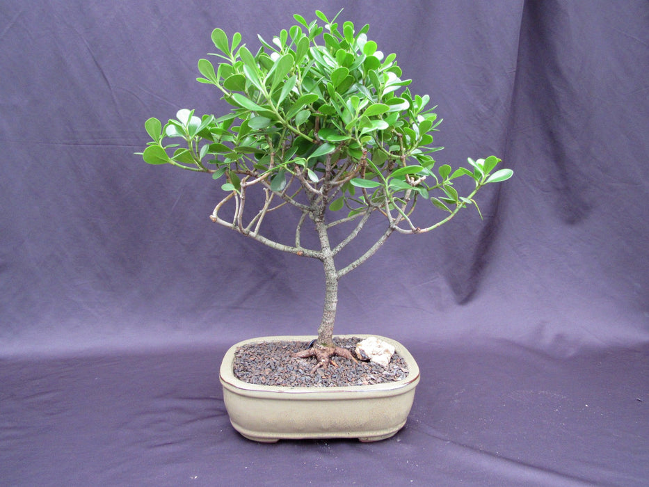 Tropical Dwarf Apple Specimen Bonsai Tree Profile