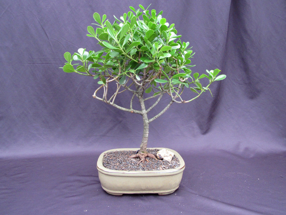 bonsai apple tree price Tropical Dwarf Apple Bonsai Tree