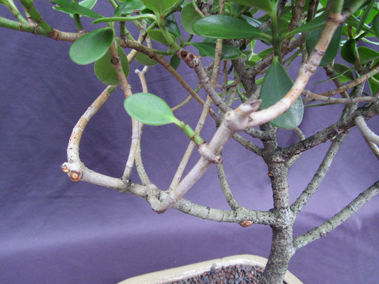 bonsai apple tree for sale Tropical Dwarf Apple Bonsai Tree