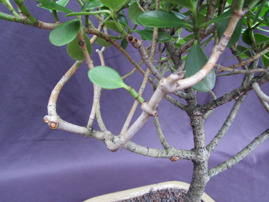 Tropical Dwarf Apple Specimen Bonsai Tree Bark