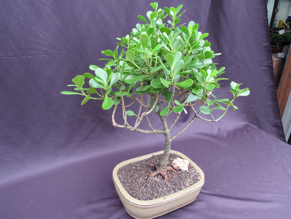 Tropical Dwarf Apple Specimen Bonsai Tree Side