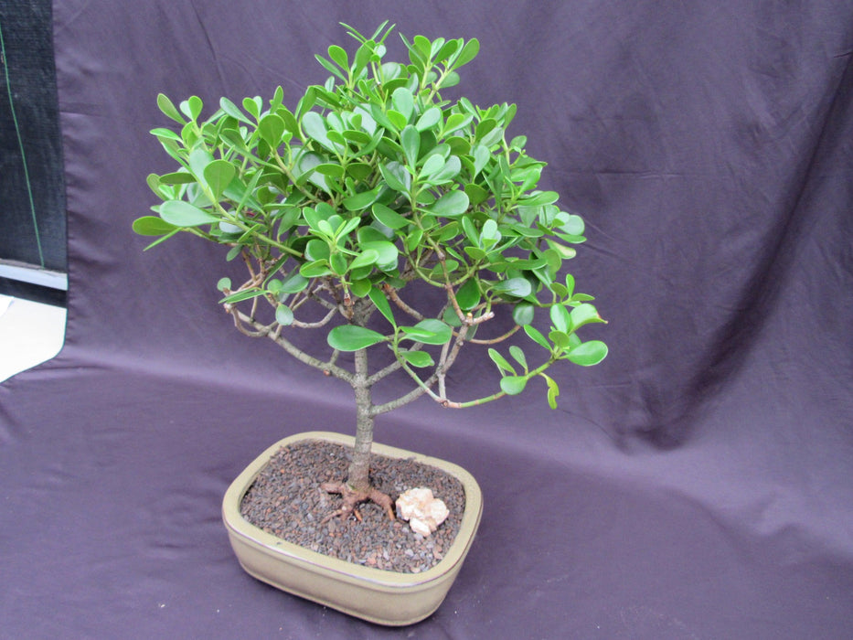 Tropical Dwarf Apple Specimen Bonsai Tree Foliage