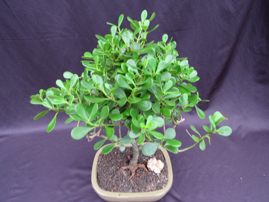 apple bonsai tree price Tropical Dwarf Apple Bonsai Tree