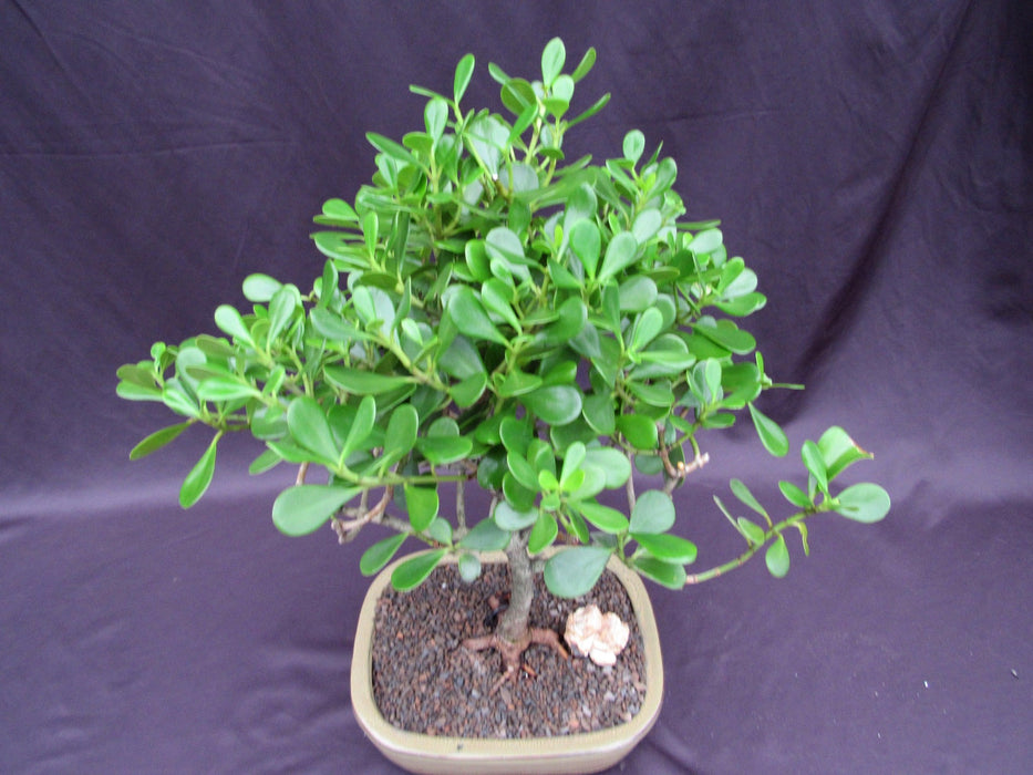 Tropical Dwarf Apple Specimen Bonsai Tree Canopy