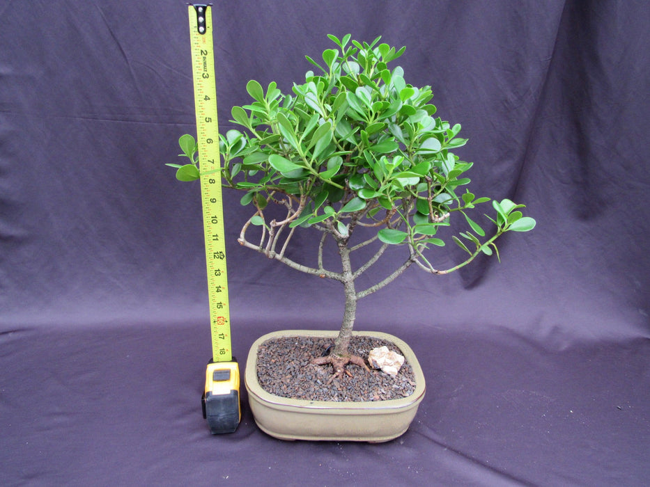 Tropical Dwarf Apple Specimen Bonsai Tree Height