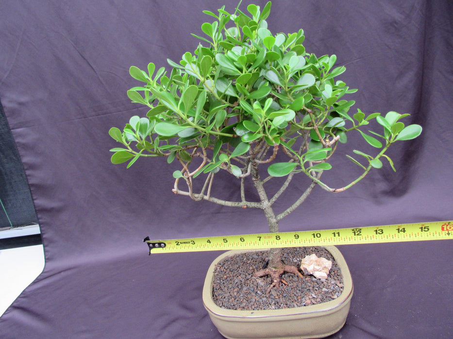 Tropical Dwarf Apple Specimen Bonsai Tree Size