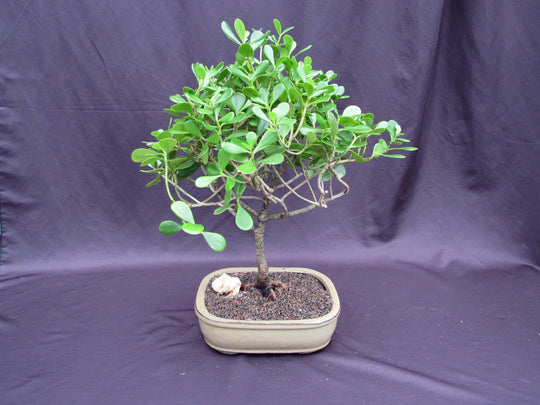 bonsai apple tree for sale Tropical Dwarf Apple Bonsai Tree