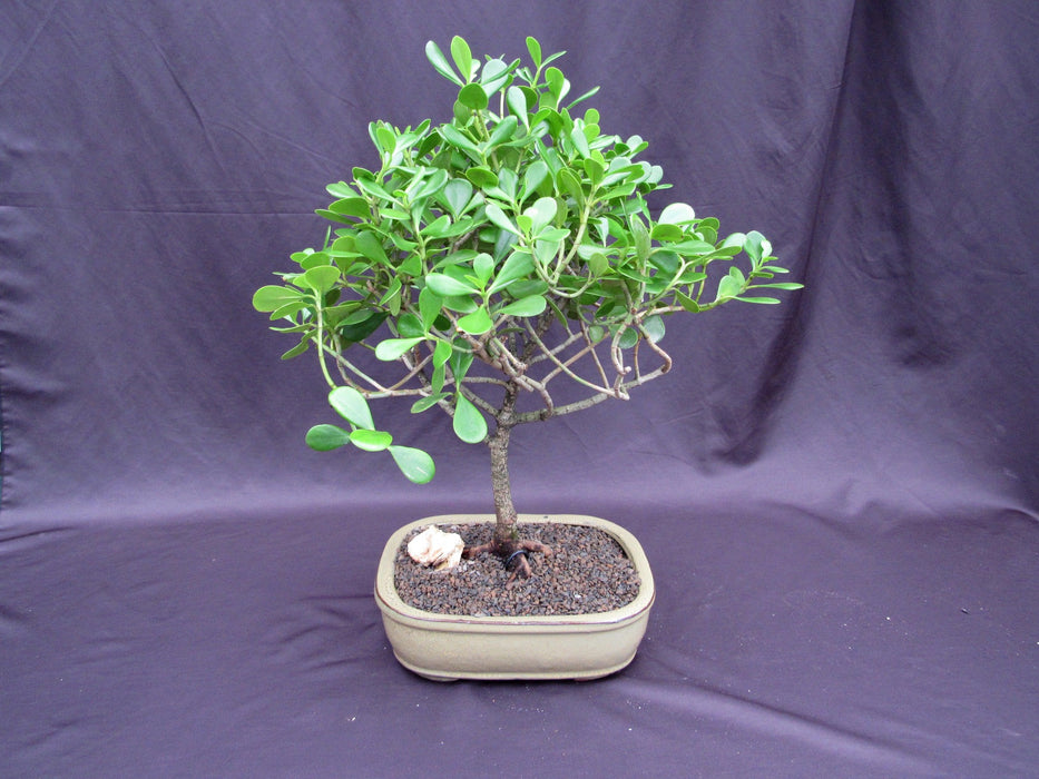 Tropical Dwarf Apple Specimen Bonsai Tree Back