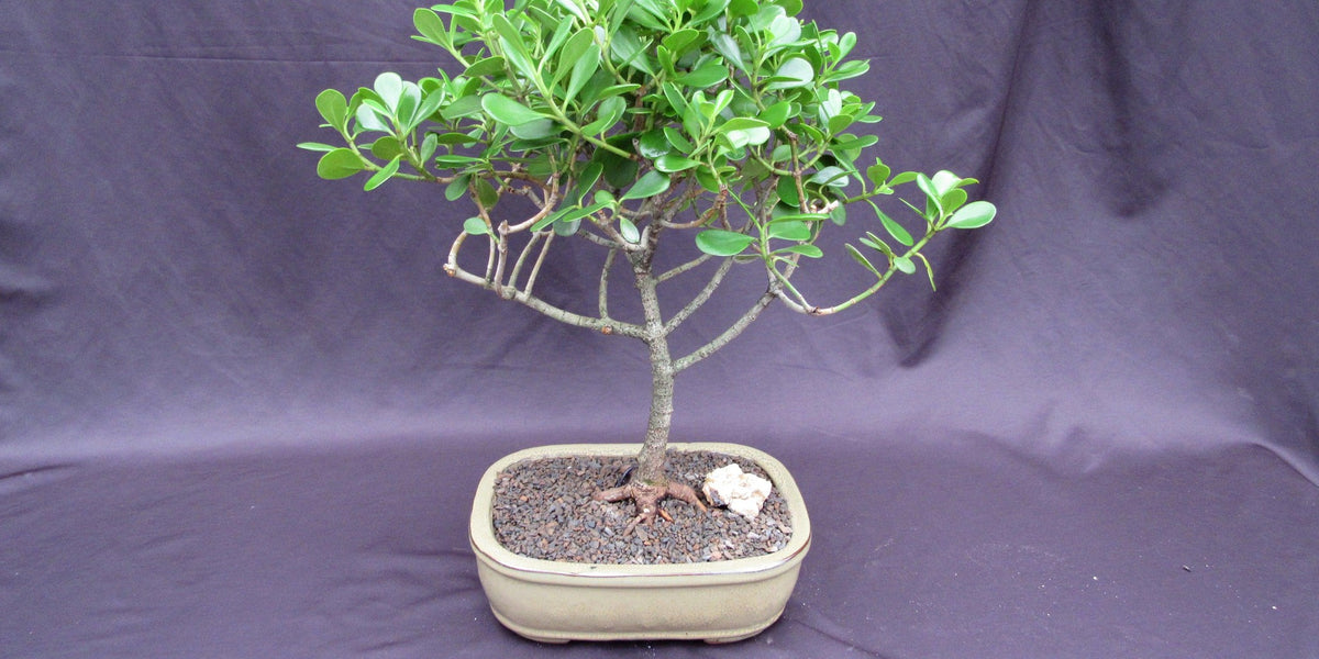 apple bonsai tree price Tropical Dwarf Apple Bonsai Tree