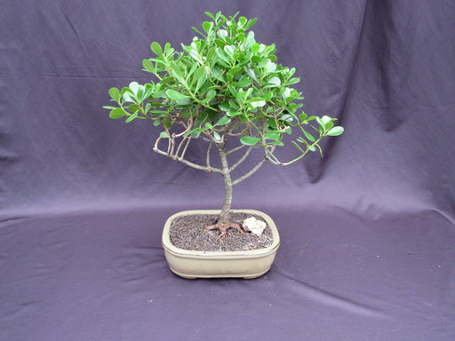 Tropical Dwarf Apple Specimen Bonsai Tree