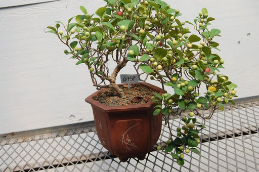 Mistletoe Fig Cascade Specimen Bonsai Tree