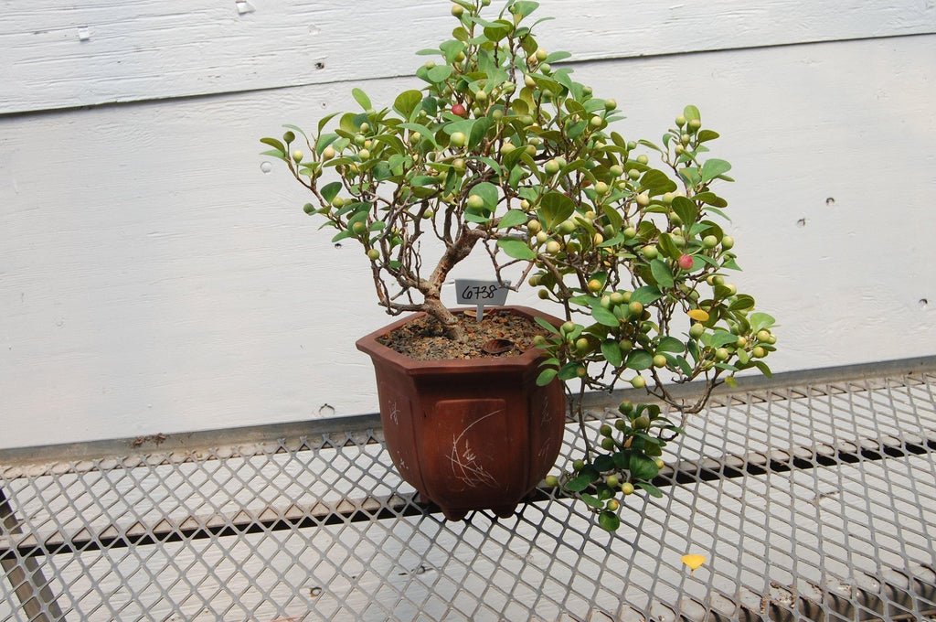 Cascading Mistletoe Fig Specimen Bonsai Tree