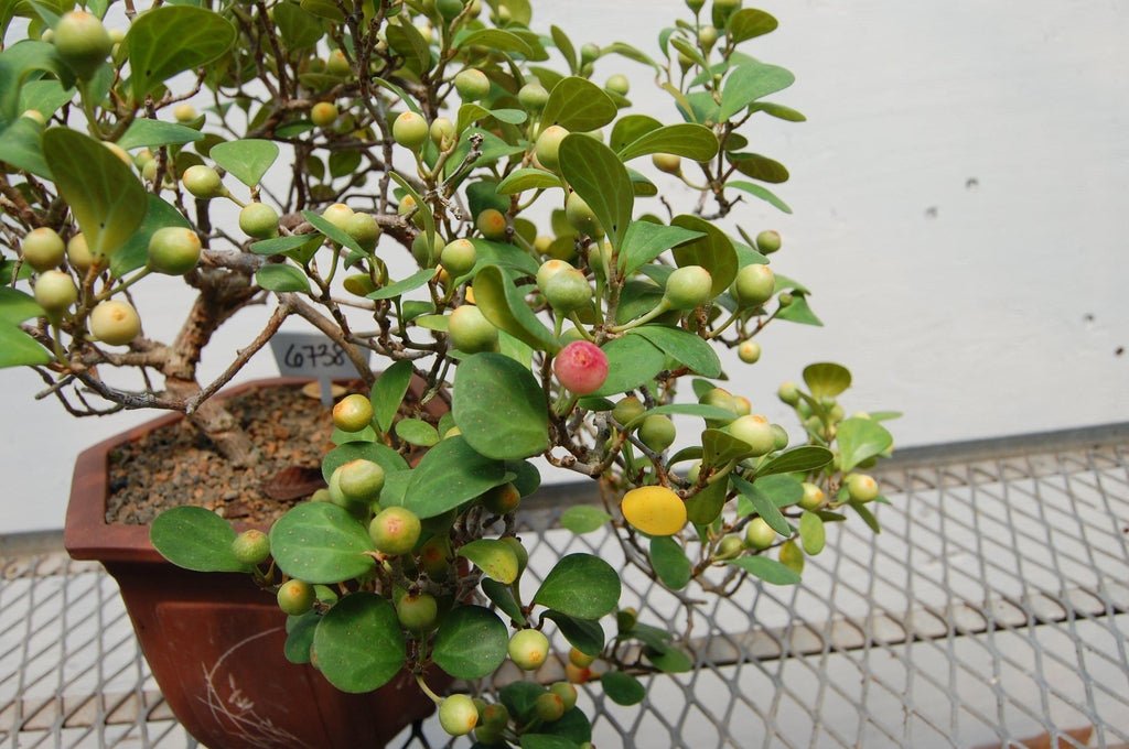 Mistletoe Fig Cascade Specimen Bonsai Tree Leaves