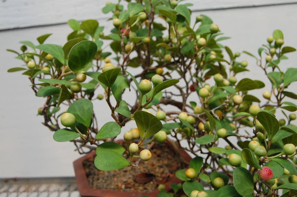 Mistletoe Fig Cascade Specimen Bonsai Tree Fruit