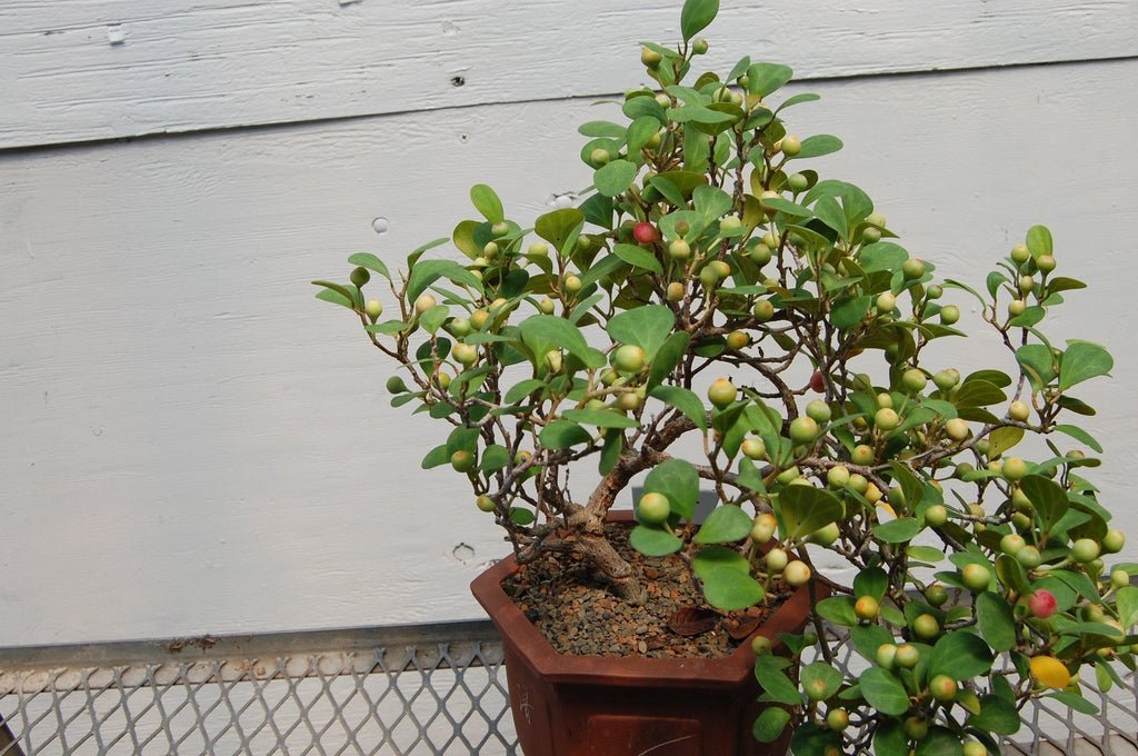 Cascading Mistletoe Fig Specimen Bonsai Tree Shape