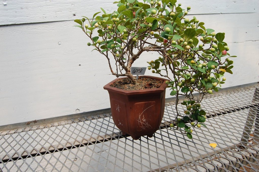Mistletoe Fig Cascade Specimen Bonsai Tree Shape