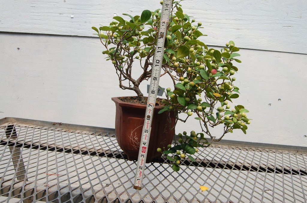 Mistletoe Fig Cascade Specimen Bonsai Tree Size