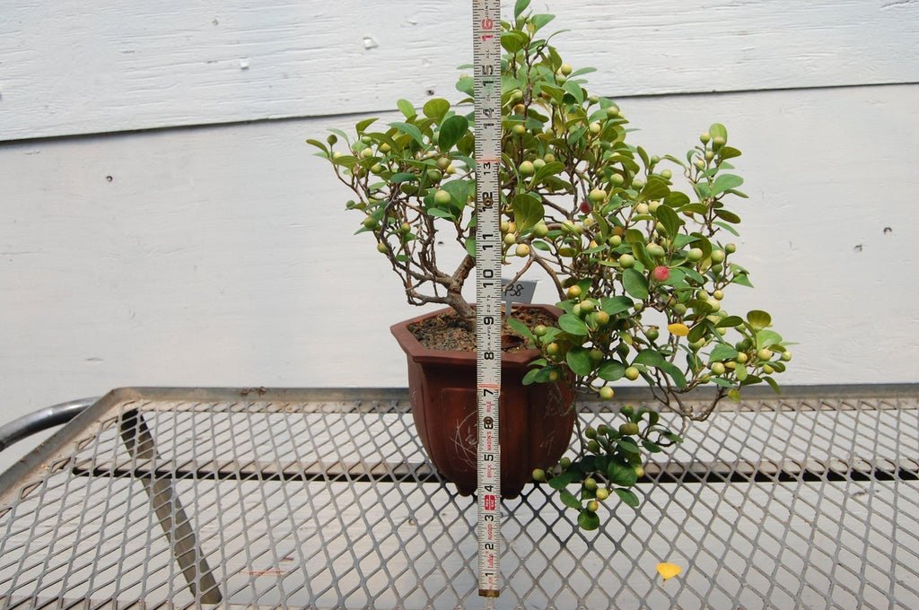 Cascading Mistletoe Fig Specimen Bonsai Tree Size
