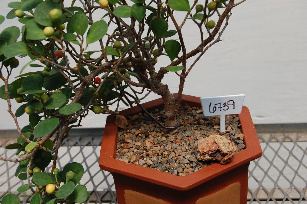 Mistletoe Fig Semi-Cascade Specimen Bonsai Tree Pot