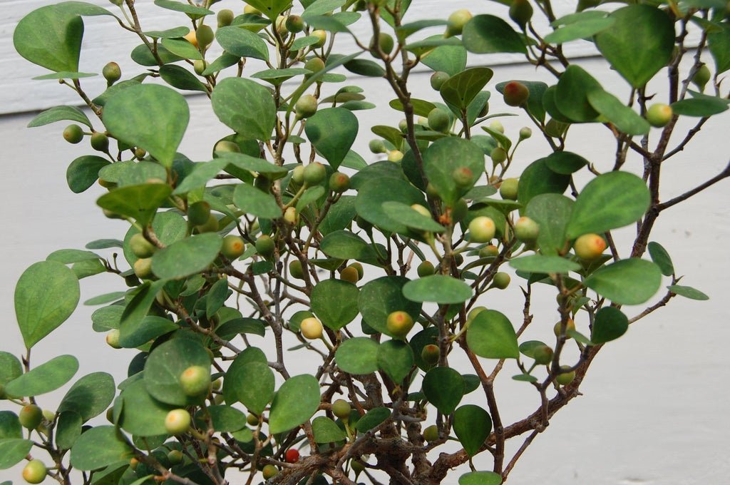 Mistletoe Fig Semi-Cascade Specimen Bonsai Tree Fruit