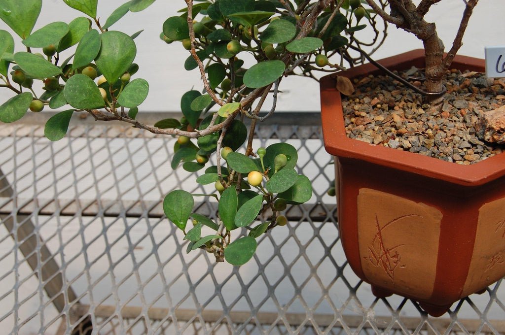 Mistletoe Fig Semi-Cascade Specimen Bonsai Tree Shape