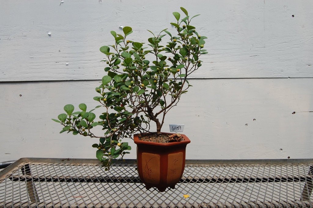 Mistletoe Fig Semi-Cascade Specimen Bonsai Tree Profile