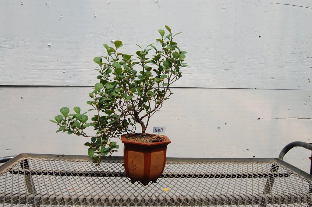 Mistletoe Fig Semi-Cascade Specimen Bonsai Tree Leaves