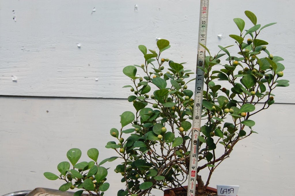 Mistletoe Fig Semi-Cascade Specimen Bonsai Tree Tall