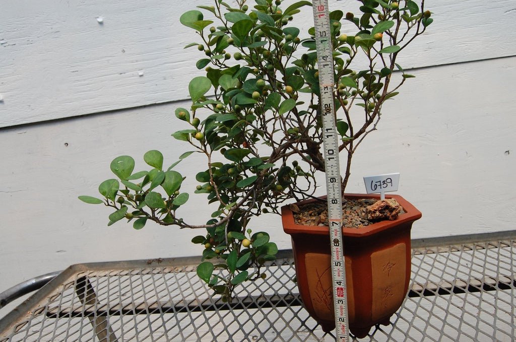 Mistletoe Fig Semi-Cascade Specimen Bonsai Tree Size