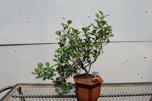 10 Year Old Mistletoe Fig Semi-Cascade Specimen Bonsai Tree