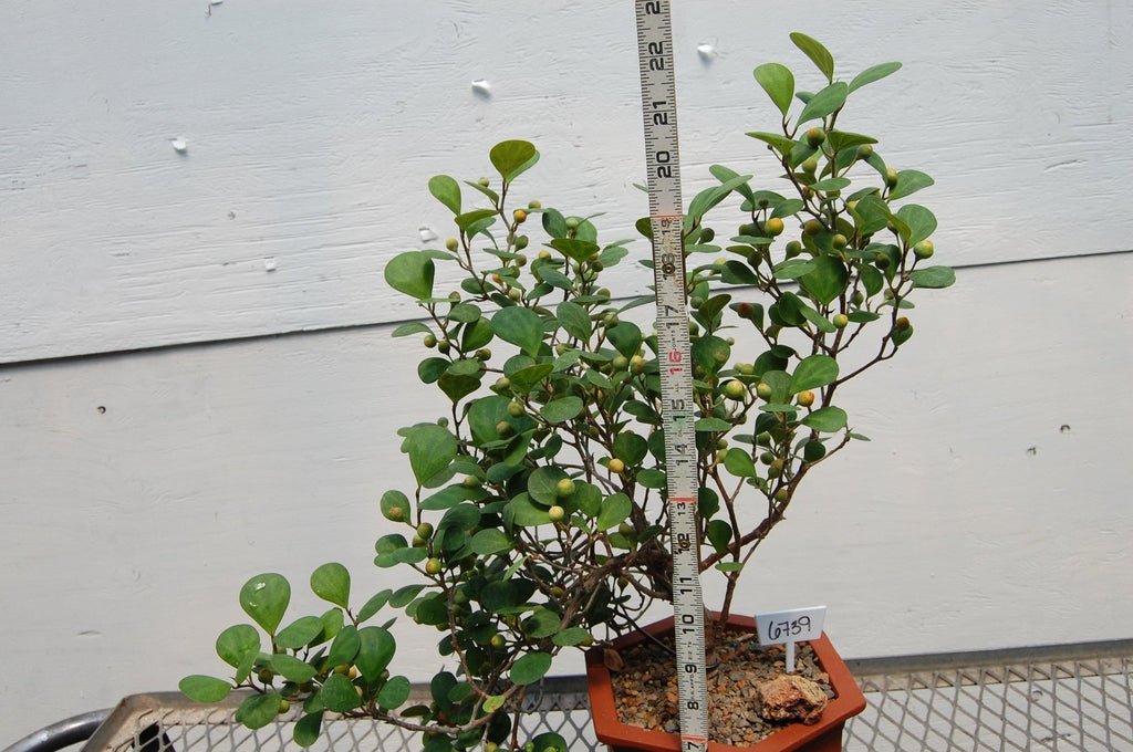 Mistletoe Fig Semi-Cascade Specimen Bonsai Tree Height