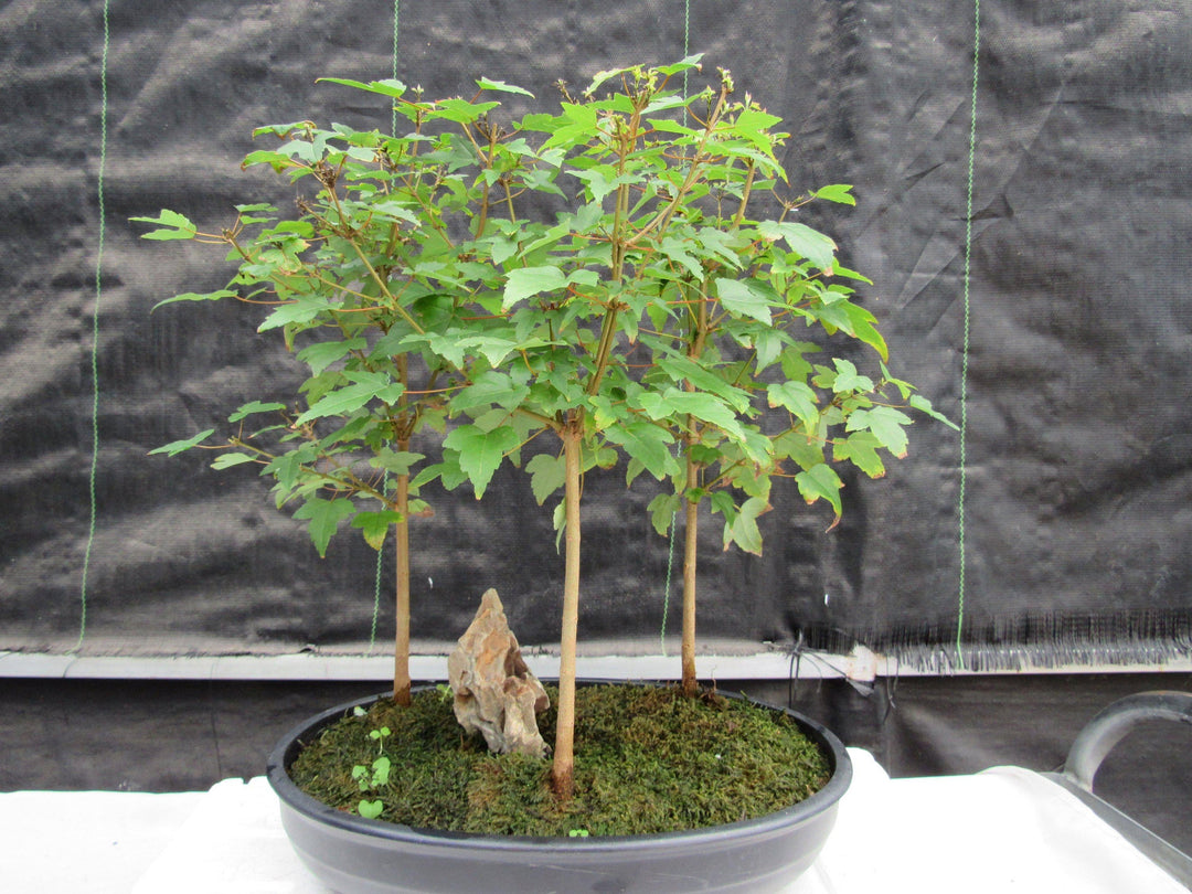 10 Year Old Trident Maple 3 Tree Forest Specimen Bonsai Tree Back