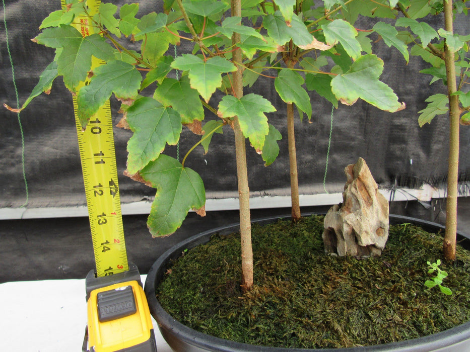 10 Year Old Trident Maple 3 Tree Forest Specimen Bonsai Tree Tall