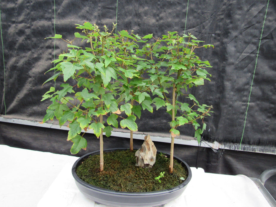 10 Year Old Trident Maple 3 Tree Forest Specimen Bonsai Tree Side
