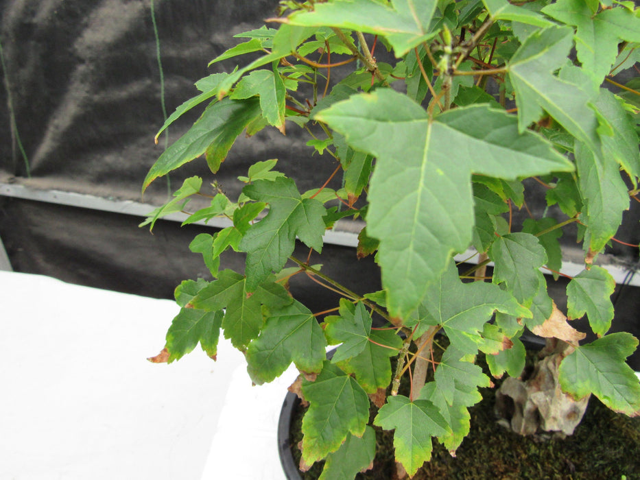 10 Year Old Trident Maple 3 Tree Forest Specimen Bonsai Tree Leaves