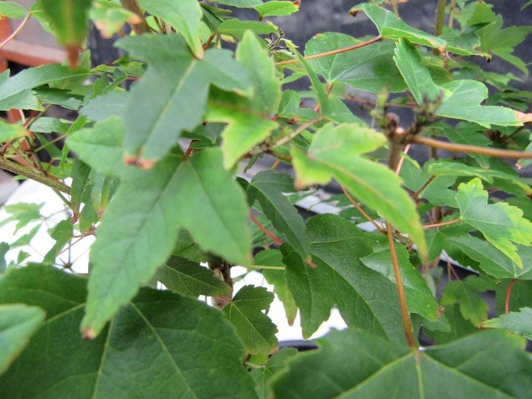 10 Year Old Trident Maple 3 Tree Forest Specimen Bonsai Tree Foliage