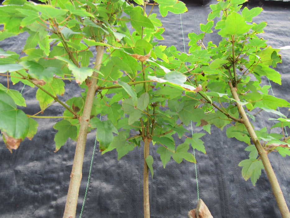 10 Year Old Trident Maple 3 Tree Forest Specimen Bonsai Tree Up