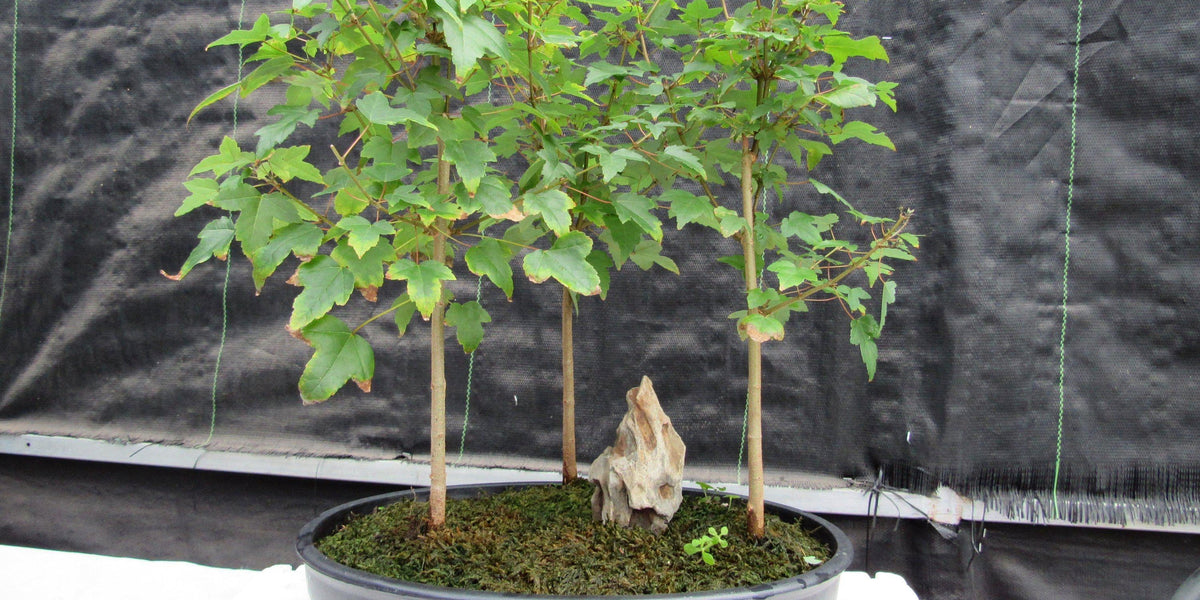 10 Year Old Trident Maple 3 Tree Forest Specimen Bonsai Tree
