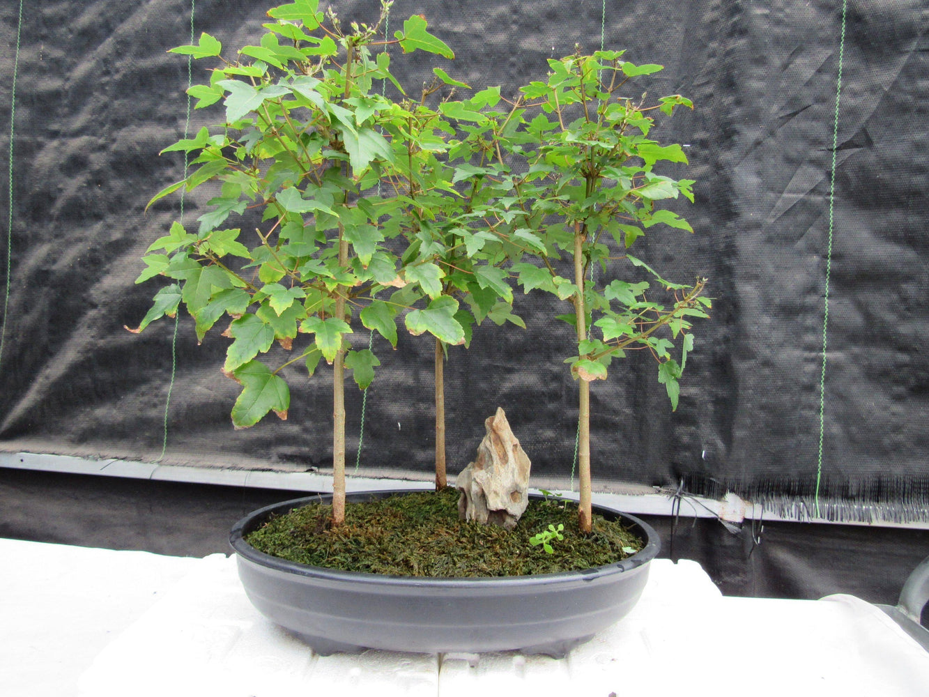 10 Year Old Trident Maple 3 Tree Forest Specimen Bonsai Tree