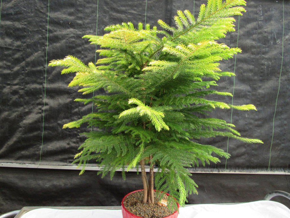 12 Year Old Norfolk Island Pine Specimen Bonsai Tree Alt